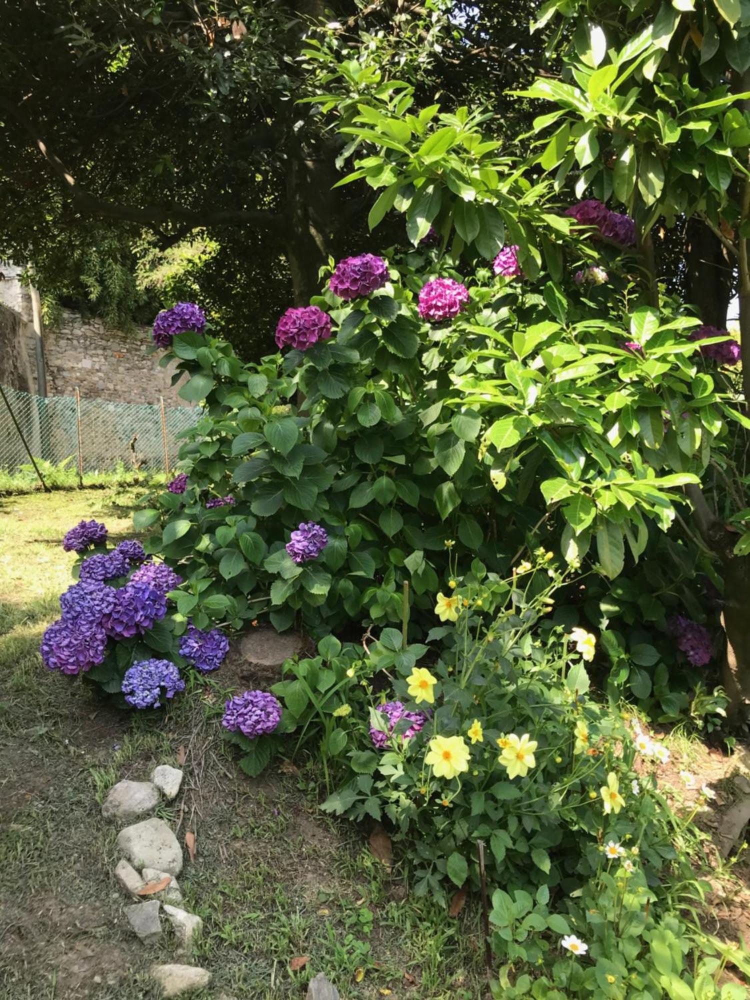Appartamento La Camelia Ameno Exteriör bild